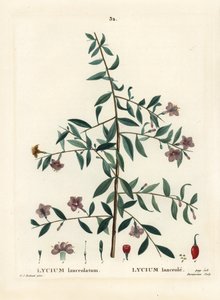 Goji-marja tai kiinalainen susimarja, Lycium barbarum (Lycium lanceolatum). Du Ruisseaun käsinvärinen pistekaiverrus Pierre-Joseph Redouten kuvituksen jälkeen Henri Louis Duhamel du Moncelin teoksesta Treat des Arbres et Shrustes, Pariisi tekijältä Pierre Joseph Redouté