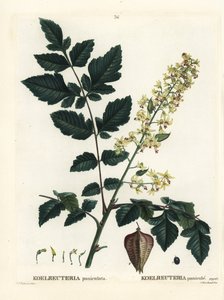 Kultasadepuu, Intian ylpeys, kiinapuu tai lakkapuu, Koelreuteria paniculata. Käsinvärinen pistekaiverrus Pierre-Joseph Redouten piirustuksen jälkeen Henri Louis Duhamel du Monceaun teoksesta Treat des Arbres et Shrustes, Pariisi tekijältä Pierre Joseph Redouté