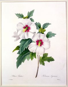 Hibiscus syriacus, Bessinin kaiverrus, teoksesta "Choix des Plus Belles Fleurs", 1827.