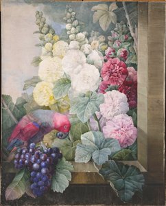 Hollyhocks, viinirypäleet ja papukaija, 1836. tekijältä Pierre Joseph Redouté