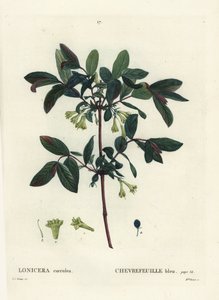 Honeyberry, Haskap marja, sinimarja kuusama tai makeanmarja kuusama, Lonicera caerulea. Miss Brenet
