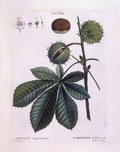 Hevoskastanja tai konkeripuu (Aesculus hippocastanum), Henry Louis Duhamel du Monceau, Pierre Joseph Redoutén kasvitieteellinen levy tekijältä Pierre Joseph Redouté