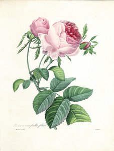 Langloisin kaivertama satalehtinen ruusu teoksesta "Kauneimpien kukkien ja kauneimpien hedelmien valinta", osa. I, 1827-33
