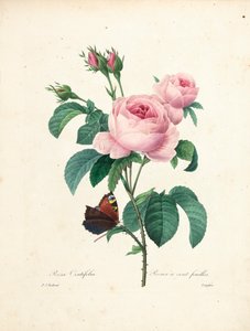 Satalehtinen ruusu, kaiverrettu Langlois, kauneimpien kukkien ja kauneimpien hedelmien valinta, osa. I, 1827-33