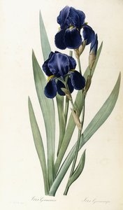 Iris saksalainen