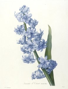 Itämainen hyasintti, sininen lajike, kauneimpien kukkien ja kauneimpien hedelmien valinnasta, 1827 (käsinvärinen pistekaiverrus)