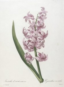 Itämainen hyasintin vaaleanpunainen lajike, Hyacinthus orientalis, kauneimpien kukkien ja kauneimpien hedelmien valinnasta, 1827 (käsinvärinen pistekaiverrus)