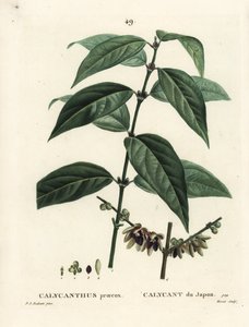 Japanilainen maustepippuri, Chimonanthus praecox (Calycanthus praecox). Moretin käsinvärinen pistekaiverrus Pierre-Joseph Redouten piirustuksen jälkeen Henri Louis Duhamel du Moncelin teoksesta Treat des Arbres et Shrustes, Pariisi tekijältä Pierre Joseph Redouté