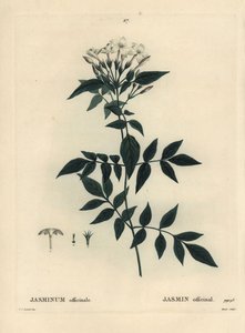 Jasmiini, Jasminum officinale. Moretin käsinvärinen pistekaiverrus Pierre-Joseph Redouten piirustuksen jälkeen Henri Louis Duhamel du Moncelin teoksesta Treat des Arbres et Shrustes, Pariisi tekijältä Pierre Joseph Redouté
