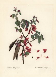 Juudaspuu, Cercis siliquastrum. Tassaertin käsinvärinen pistekaiverrus Pierre-Joseph Redouten kuvituksen jälkeen Henri Louis Duhamel du Moncelin Treat des Trees et Shrustesista, Pariisista tekijältä Pierre Joseph Redouté