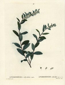Nahkalehti, Chamaedaphne calyculata (Andromeda calyculata). Neiti Brenet