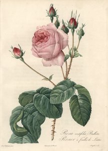 Salaatinlehtiruusu - Eau forte de Langlois, perustuu Pierre Joseph Redouten (1759-1840) kuvaan Les Rosesista tekijältä Pierre Joseph Redouté