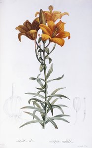 Lilium Bulbiferum