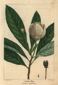 Loblolly Bay, Gordonia lasyanthus (kaiverrus) tekijältä Pierre Joseph Redouté