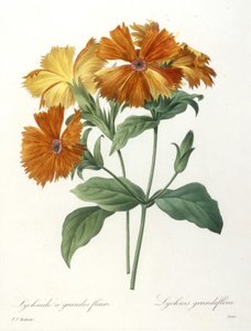 Isokukkainen lychnid, Lychnus grandiflora, kauneimpien kukkien ja kauneimpien hedelmien valinnasta, 1827 (käsinvärinen pistekaiverrus)