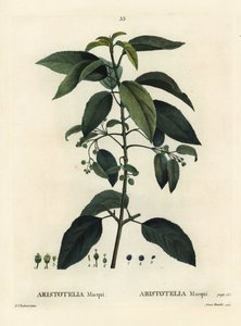 Maqui tai chileläinen viinimarja, Aristotelia chilensis (Aristotelia macqui). Aimeen käsinvärinen pistekaiverrus Pierre-Joseph Redouten kuvituksen jälkeen Henri Louis Duhamel du Moncelin teoksesta Treat des Arbres et Shrustes, Pariisi tekijältä Pierre Joseph Redouté