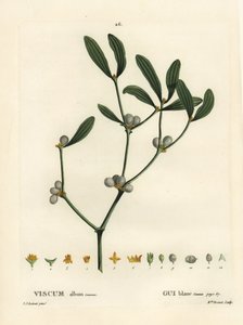 Misteli, Visum-albumi. Neiti Brenet