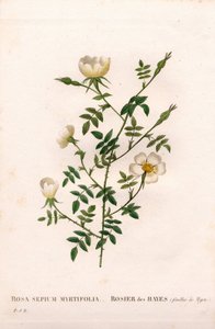 Myrttilehtinen pensasruusu, Rosa aggrestis -lajike, Rose des Hayes myrttinlehdillä. Käsinvärinen pistekuparikaiverrus Pierre Joseph Redouten teoksesta Les Roses, Paris tekijältä Pierre Joseph Redouté