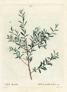 Myrtle holly tai myrtle dahoon, Ilex myrtifolia. Delaneaux