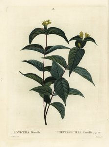 Pohjoinen pensaskuusama, Diervilla lonicera (Lonicera diervilla). Du Ruisseaun käsinvärinen pistekaiverrus Pierre-Joseph Redouten kuvituksen jälkeen Henri Louis Duhamel du Moncelin teoksesta Treat des Arbres et Shrustes, Pariisi tekijältä Pierre Joseph Redouté