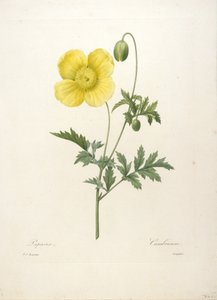 Papaver, kauneimpien kukkien ja kauneimpien hedelmien valinta, 1827 (käsinvärinen pistekaiverrus)