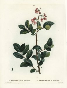 Pieris mariana (Andromeda mariana, Andromede of Maryland). Renardin käsinvärinen pistekaiverrus Pierre-Joseph Redouten piirustuksen jälkeen Henri Louis Duhamel du Moncelin teoksesta Treat des Arbres et Shrustes, Pariisi tekijältä Pierre Joseph Redouté