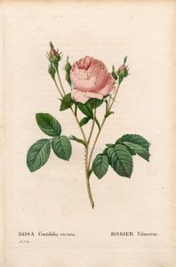 Pink Vilmorin, Rosa centifolia Vilmorin. Käsinvärinen pistekuparikaiverrus Pierre Joseph Redouten teoksesta Les Roses, Paris tekijältä Pierre Joseph Redouté