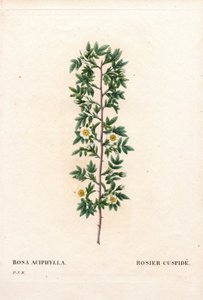 Pink cuspidate, Rosa canina -lajike. Cuspid rose, Rosa aciphylla. Käsinvärinen pistekuparikaiverrus Pierre Joseph Redouten teoksesta Les Roses, Paris tekijältä Pierre Joseph Redouté