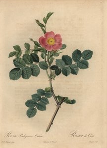 Vaaleanpunainen sweetbriar ruusu, Rosa rustinosa tekijältä Pierre Joseph Redouté