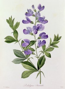Podalyria Australis (värillinen kaiverrus) tekijältä Pierre Joseph Redouté