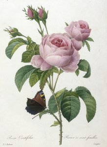 Rosa Centifolia, Rosier a cent-feuilles, kauneimpien kukkien ja kauneimpien hedelmien valinta, 1827 (käsinvärinen pistekaiverrus)