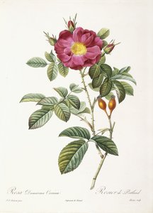 Rosa Damascena Coccina tekijältä Pierre Joseph Redouté