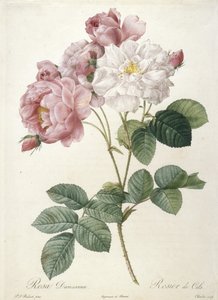 Rosa Damascena, Rosier de Cels, Les Roses, 1817-24 (käsinvärinen pistekaiverrus)