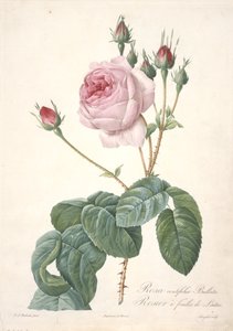 Rosa centifolia Bullata, ruusupensas salaatinlehdillä, Les Roses, 1817-24 (käsinvärinen pistekaiverrus) tekijältä Pierre Joseph Redouté