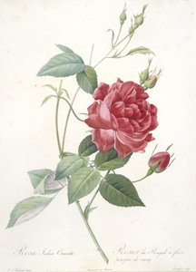 Rosa indica cruenta, Bengalin ruusu verenpunaisilla kukilla, Les Roses, 1817-24 (käsinvärinen pistekaiverrus) tekijältä Pierre Joseph Redouté
