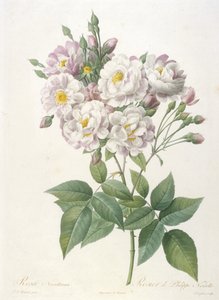 Rosa noisettiana, Rosier de Philippe de Noisette, La Couronne des Rosesista, 1817-24 (käsinvärinen pistekaiverrus) tekijältä Pierre Joseph Redouté