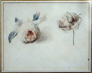 Pierre Joseph Redouten (1759-1840) ruusututkimus Vesiväri 1800-luvun Malmaison, linnamuseo. tekijältä Pierre Joseph Redouté