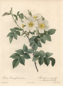 Rosier lyhyt tyyli, variete keltaisilla ja valkoisilla kukilla - Langlois Charlinin Eau forte, Pierre Joseph Redouten (1759-1840) kuvituksesta, ote Les Rosesista tekijältä Pierre Joseph Redouté