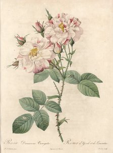 Damaskosruusu, York- ja Lancaster-lajike - Bessinin etsaus Pierre Joseph Redouten (1759-1840) kuvituksesta Les Rosesista tekijältä Pierre Joseph Redouté