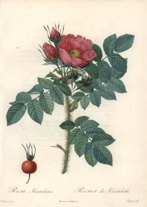 Karkea ruusu tai Kamtšatkan ruusu - Chapuyn etsaus Pierre Joseph Redouten (1759-1840) kuvituksesta Les Rosesista tekijältä Pierre Joseph Redouté