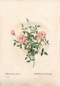 Rouletii ruusu, Rosa chinensis var. minimi Rouletii, Bengalin kääpiöruusu. Käsinvärinen pistekuparikaiverrus Pierre Joseph Redouten teoksesta Les Roses, Paris tekijältä Pierre Joseph Redouté