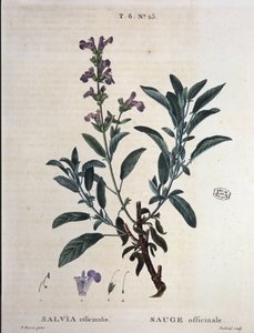 Sage officinalis - teoksessa "" New Duhamel tai tutkielma puista ja pensaista, jotka kasvavat Ranskassa", P.J. Redoutén ja P. Bessan piirustukset, Pariisi tekijältä Pierre Joseph Redouté