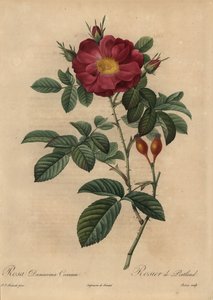 Punainen ruusu, Rosa damascena tekijältä Pierre Joseph Redouté