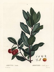 Mansikkapuu, Arbutus unedo. Käsinvärinen pistekaiverrus Pierre-Joseph Redouten piirustuksen jälkeen Henri Louis Duhamel du Monceaun teoksesta Treat des Arbres et Shrustes, Pariisi tekijältä Pierre Joseph Redouté