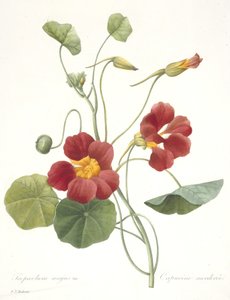 Tropaeolum majus (Nasturtium), 1827 tekijältä Pierre Joseph Redouté