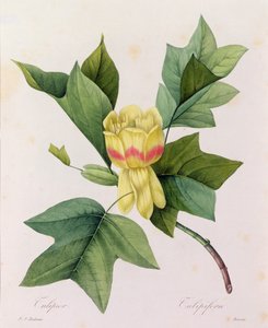 Tulipifera (värillinen kaiverrus) tekijältä Pierre Joseph Redouté