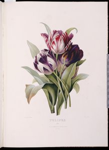 Tulppaanit "A Fine Series of Floral Bouquets" -sarjasta tekijältä Pierre Joseph Redouté