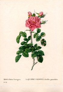Kirjava Four Seasons pinkki, Rosa damascena var. bifera. Käsinvärinen pistekuparikaiverrus Pierre Joseph Redouten teoksesta Les Roses, Paris tekijältä Pierre Joseph Redouté