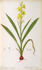 Wachendorfia Thyrsiflora, 
