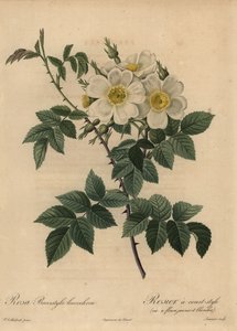 Valkoinen koiraruusu, Rosa stylosa tekijältä Pierre Joseph Redouté